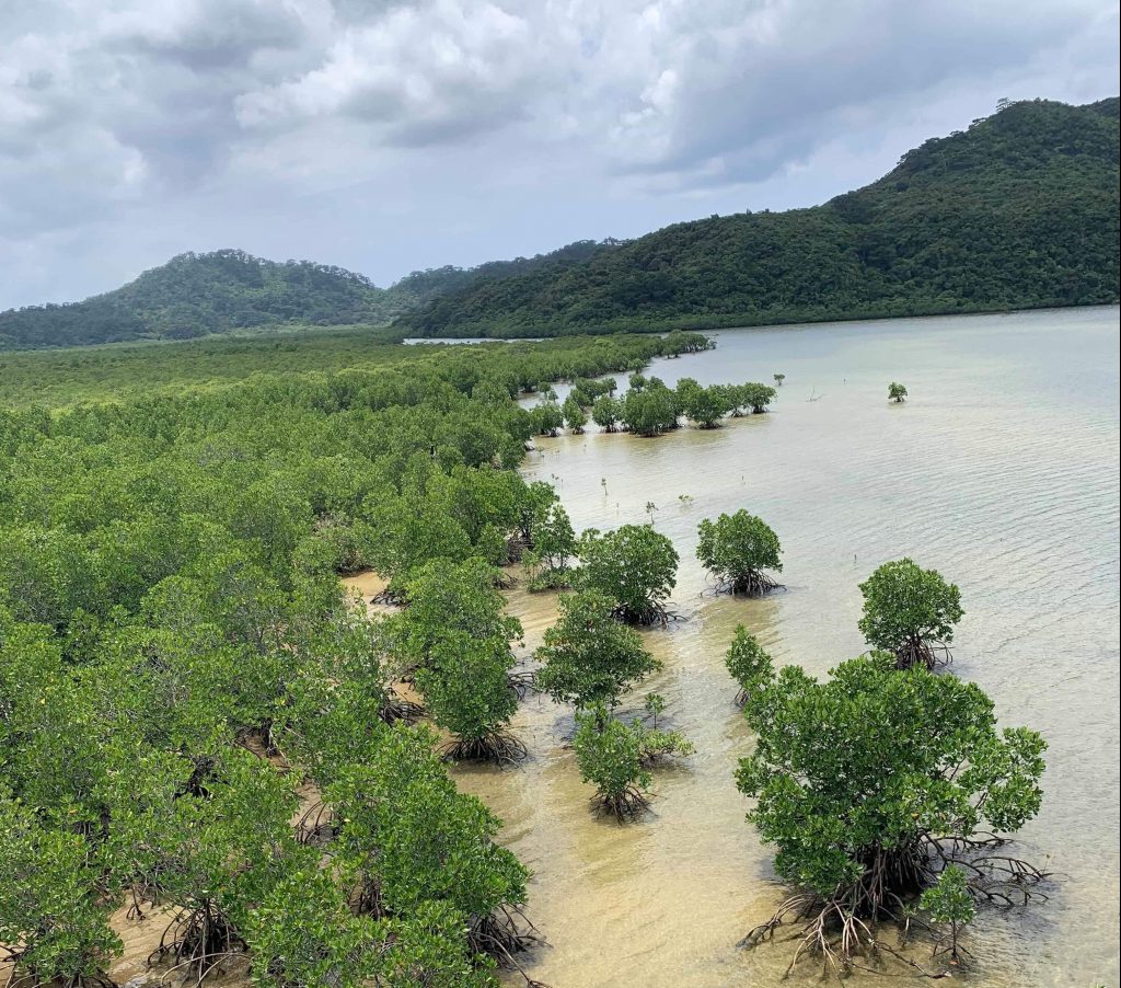 【2020月1月10日〜13日】冬の西表島でカマイ（イノシシ）と野草で島の伝統的な暮らしを体験　原点に還るアイランドワーク