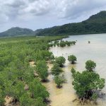 【2020月1月10日〜13日】冬の西表島でカマイ（イノシシ）と野草で島の伝統的な暮らしを体験　原点に還るアイランドワーク